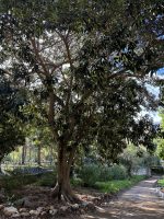 Ficus watkinsiana F. M. Bailey